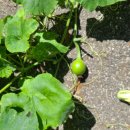 성락유치원 이미지