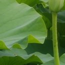 청연마을