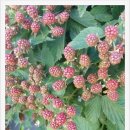 호연농장 이미지