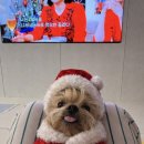 냥냥이네 이미지