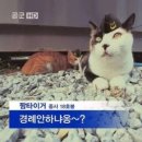 복운 | 호작도 호랑이 골드바 순금 한돈 3.75g 금수집 후기