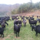 늘푸른 흑염소농장 이미지