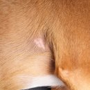 에스동물암센터 이미지