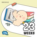 효성과일 | 임신 23주차 - 효성병원 정밀초음파 후기