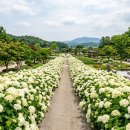 송악해나루작은도서관 | 당진 수국 명소 삼선산수목원 총정리 | 입장료 무료 흰수국길·황톳길·출렁다리 그리고 당진 미식여행...