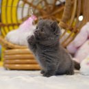 천안고양이 분양 냥블리 이미지