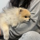 의정부 애견호텔 SM펫살롱 이미지