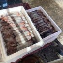 GR(태안군)-[근흥로]-하-3 | 태안 신진도 신진항 오징어 사러 가는 길 오늘 오징어 시세 구매 가격