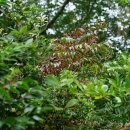 말오줌때Euscaphis japonica (Thunb.)Kanitz [고추나무과 말오줌때속] 이미지