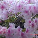06/03/26(일) [삼각산] 호랑이굴-선글라스바위-토끼굴-백운대 산행후기