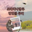 [🇲🇾 D+2] 코타키나발루 하이말레이시아 반딧불 투어 후기