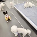 에덴 애견 유치원 호텔 이미지