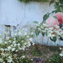 봉황거리 벽화 이미지