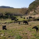 늘푸른흑염소2농장 이미지