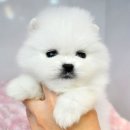 (주)월드펫 이미지