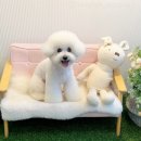 몽톡 이미지