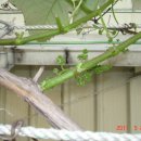 세신농장 이미지