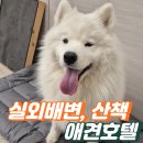 비지독케어센터 | [송파 대형견 호텔] 실외배변만 고집하는 대형견, 산책서비스 있는 프로독 후기