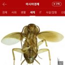 중국에서 신종 바퀴벌레 발견 이미지