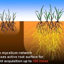 균근균 (Mycorrhizal Fungi)은 제2의 뿌리셋트를 갖는 것과 같다. 죽이지 말라! 이미지