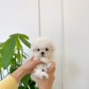 홀리퍼피