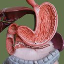 배가한방병원 이미지