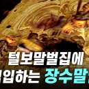 털보말벌을 전멸시키는 장수말벌 이미지