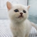 대구고양이분양 원펫 이미지