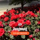 장일셀프타운 | 중랑장미축제 야경 포토존 육교샷 위치, 주차 정보 5월 말 후기
