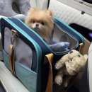 펫사랑 콜 이미지