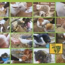 대관령 아기동물농장 이미지