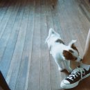 로제펫샵 이미지