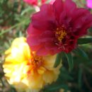 상록구청 이미지