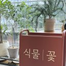 광명역 식물가게 반려식물 구매 후기, 헤이리프