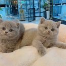 천안고양이 분양 퍼스트캣 본점 이미지