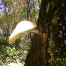 오리궁뎅이 이미지