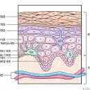 <12월 26일 > 피부와 림프 이미지