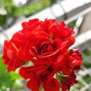 스타로프 이미지