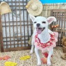 몽그르르 | 아산 탕정 애견미용샵 몽그르르