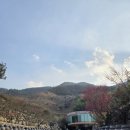 다압면 섬진강 매화마을 인근 | [연구여행]전라남도 광양여행1일차 매화마을 꽃구경, 섬진강 재첩국 맛구경(feat.홍쌍리청매실농원...