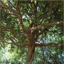 함평 기각리붉가시나무자생북한지 이미지