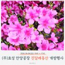 동산제1호 | 안양 진달래 봄꽃 명소 효성 안양공장｜1년에 단 하루 열리는 진달래 동산