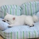 미방꼬미동물약국 | 🐶강아지 광견병 예방접종 가격 얼마일까? 담낭 슬러지 검사까지 받고 왔어요