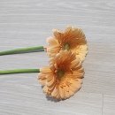 W.부케준비 범일동 꽃시장 촬영용 생화부케 가성비로 내돈내산 &#34;봄봄플라워&#34; 후기 가격공유