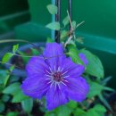 클레마티스 이미지