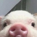 돼지PC방 이미지