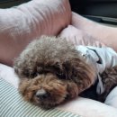 에버펫 동물병원 이미지