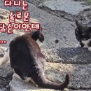 담순이네