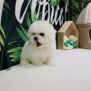 우리집 댕댕이