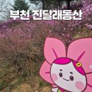 진달래 핀 풍경 | 부천 진달래동산 주차 꿀팁, 원미산 진달래 실시간 개화율 봄나들이 후기